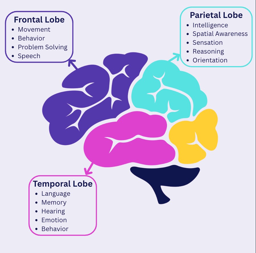 Colorful diagram of a brain divided into four labeled lobes (frontal, parietal, temporal, occipital) each listing associated functions like movement and memory.